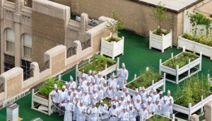 Waldorf Astoria Rooftop Garden